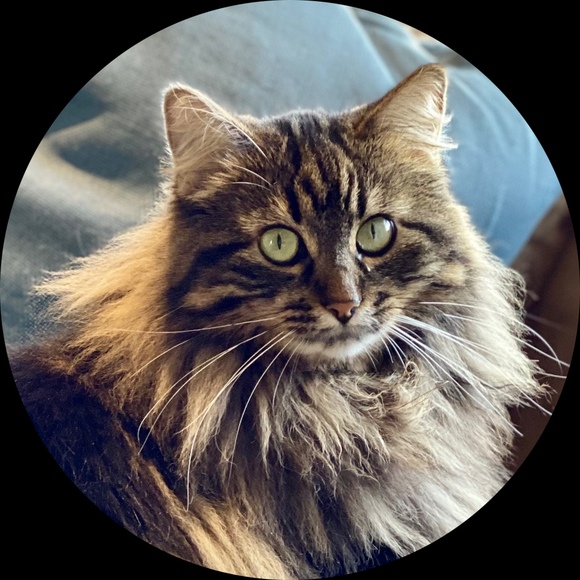 luckylalakitty
